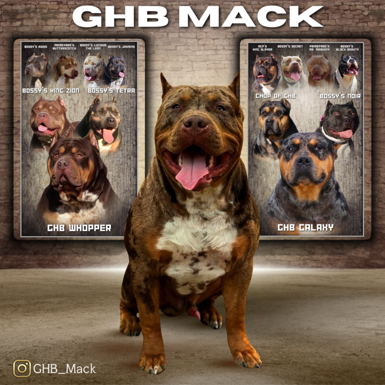 GHB MACK Chocolate tri merle GHB Whopper son